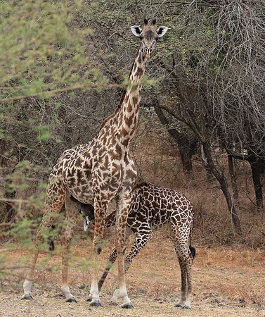 Selous