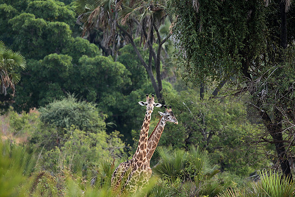 Selous
