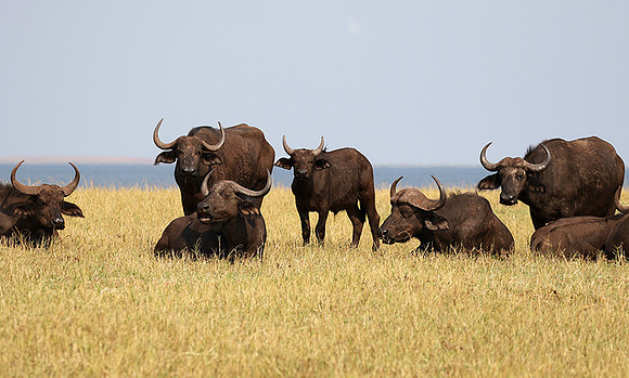 Matusadona National Park