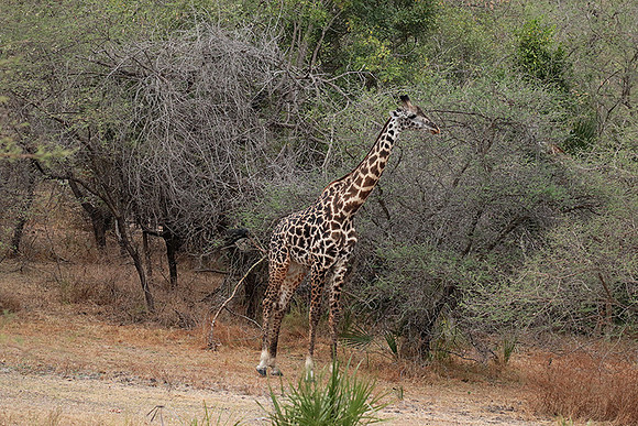 Selous