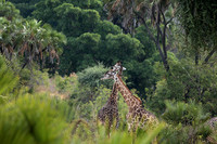 Selous