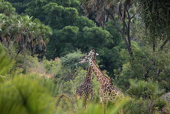 Selous
