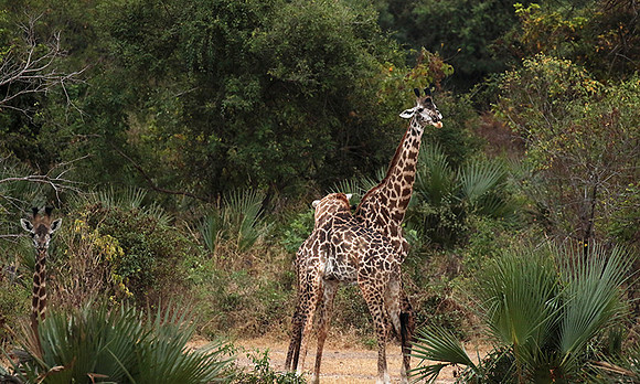 Selous