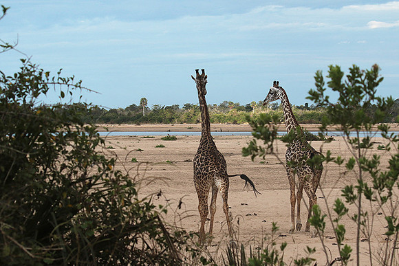 Selous