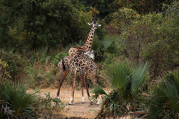 Selous
