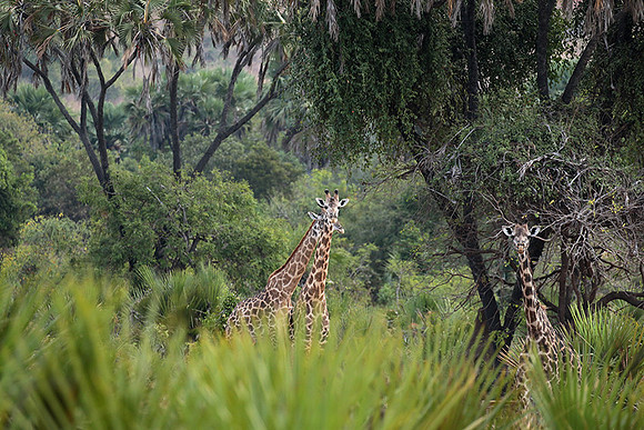 Selous