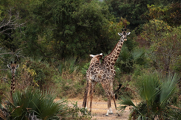 Selous