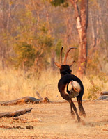 Hwange NP