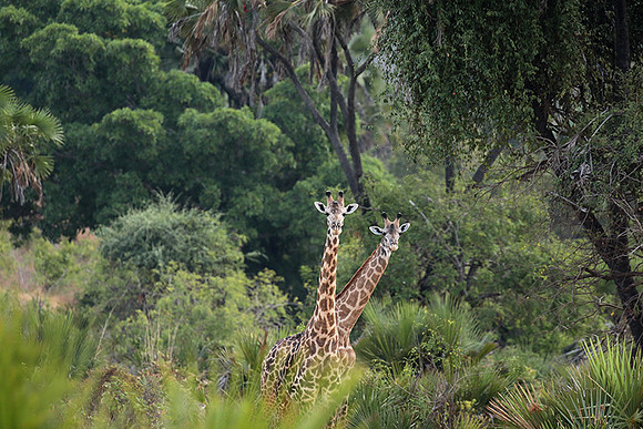 Selous