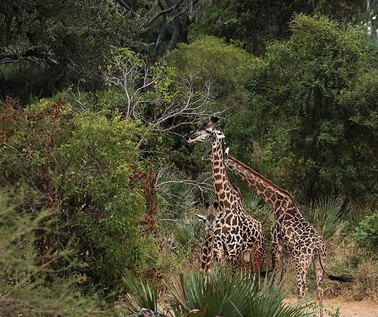 Selous