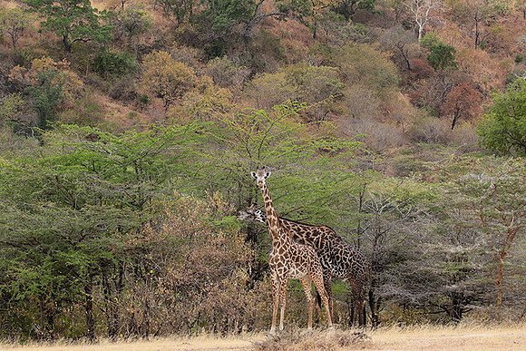 Selous