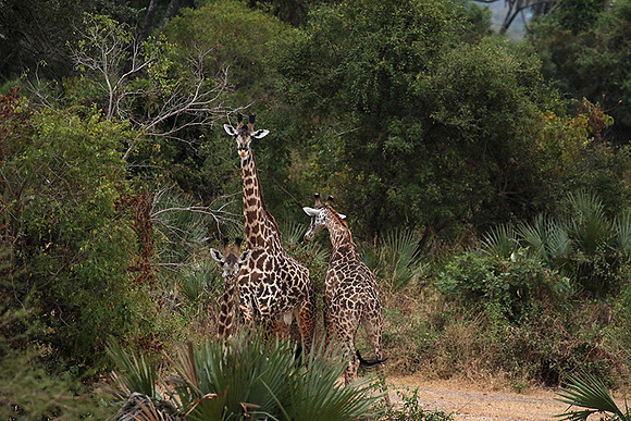 Selous