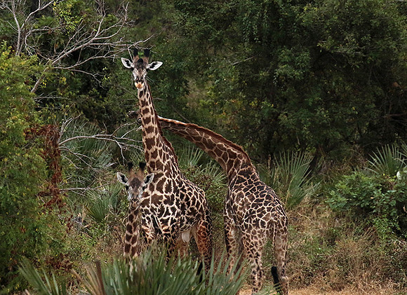 Selous