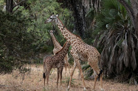 Selous