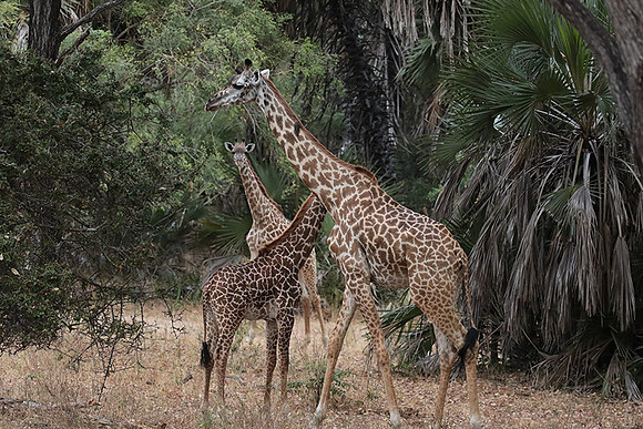 Selous
