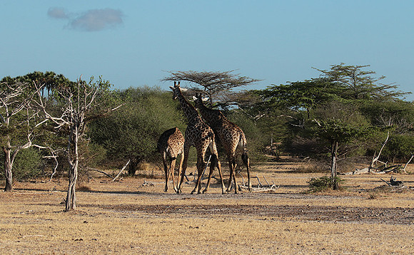 Selous