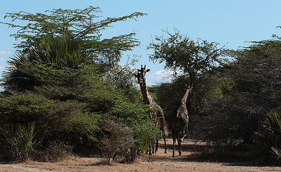 Selous