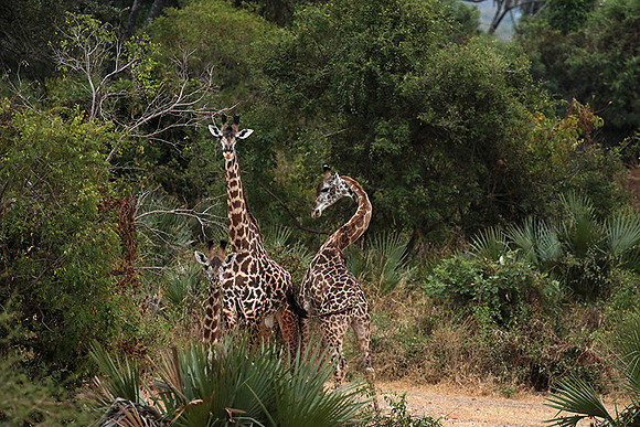 Selous