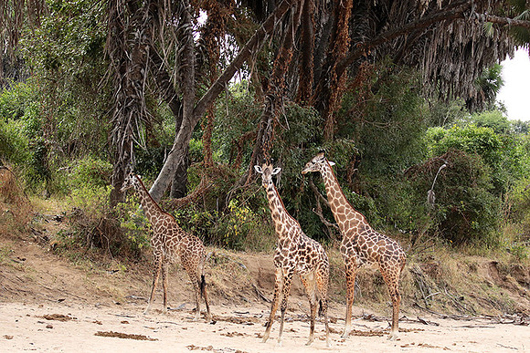 Selous