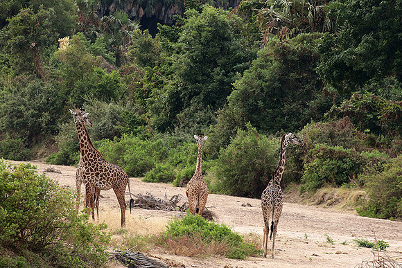 Selous