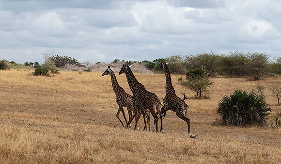 Selous