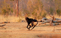 Hwange NP