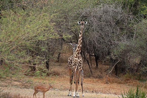 Selous