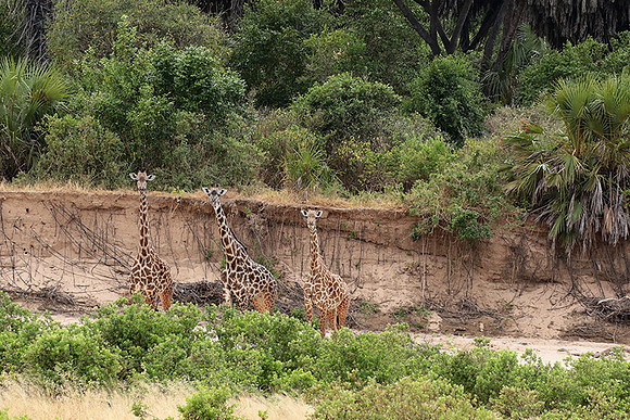 Selous