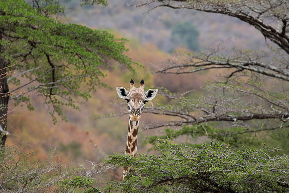 Selous