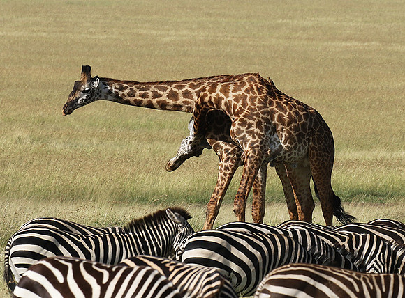 Serengeti - Grumeti Private Reserve
