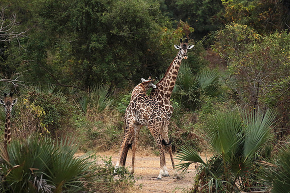 Selous
