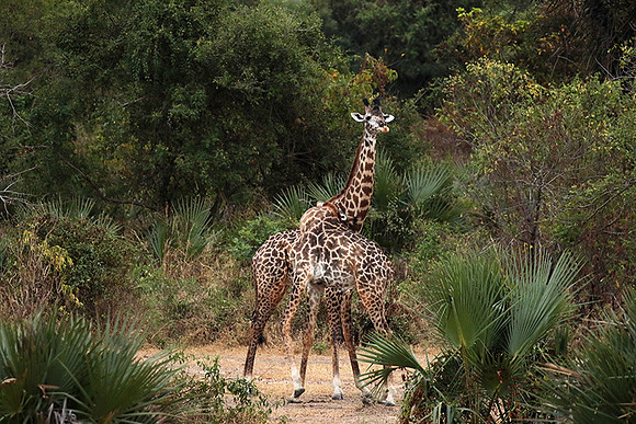 Selous