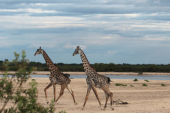 Selous