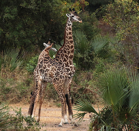 Selous