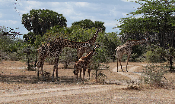 Selous