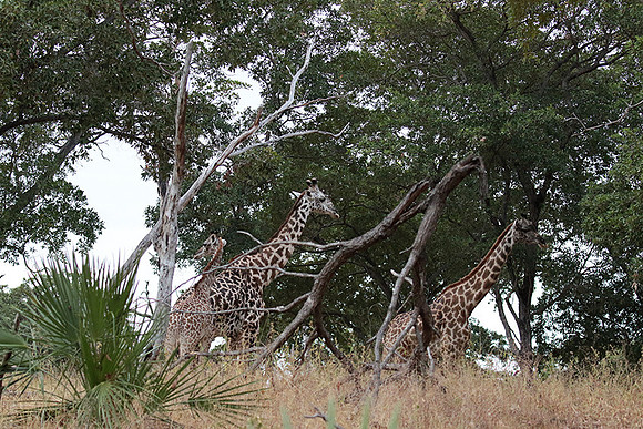 Selous