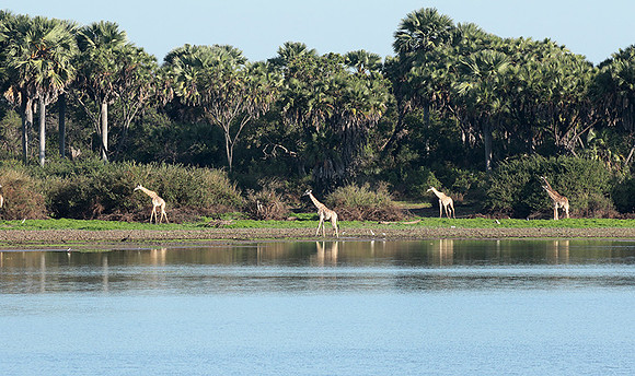 Selous