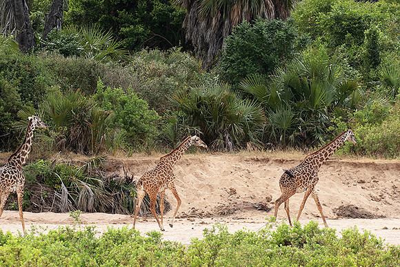 Selous