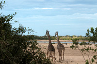 Selous