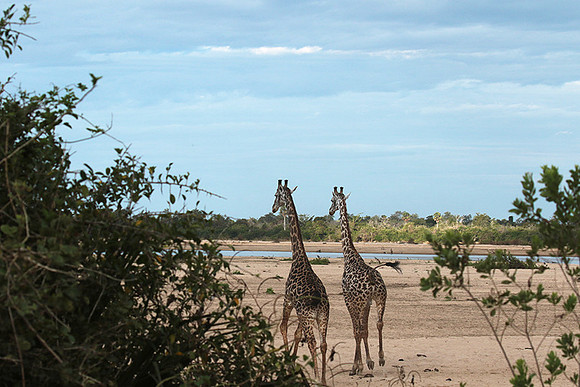 Selous