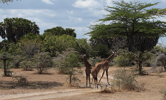 Selous