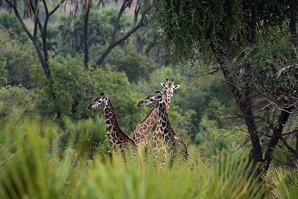 Selous