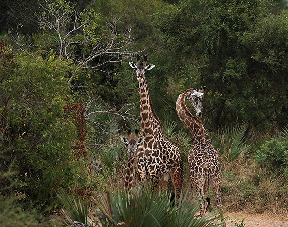 Selous