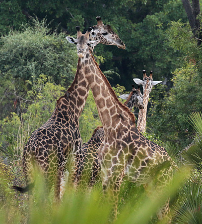 Selous