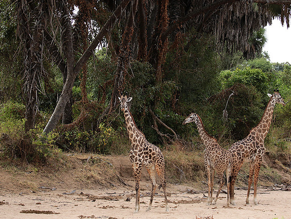 Selous