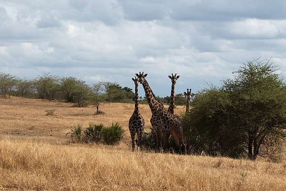 Selous