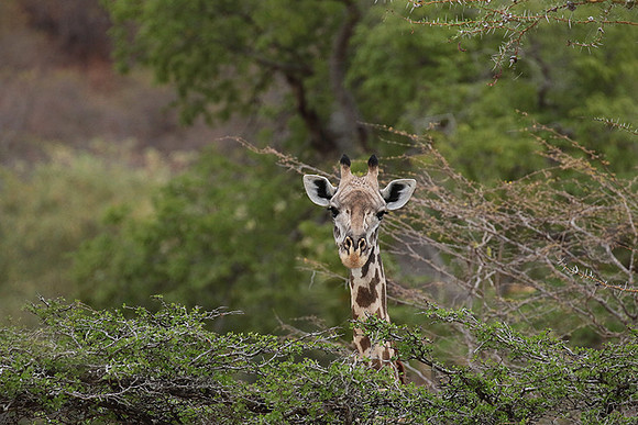 Selous