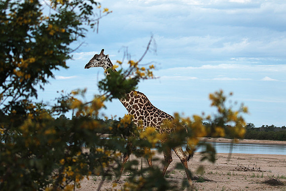 Selous