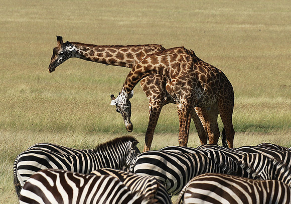 Serengeti - Grumeti Private Reserve
