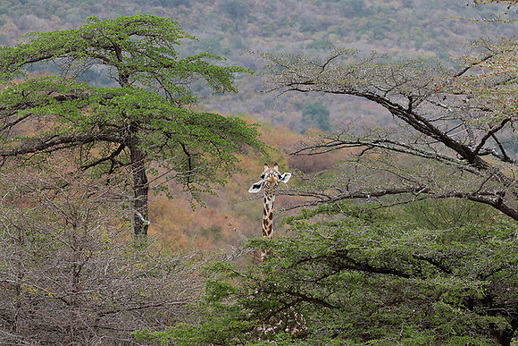 Selous